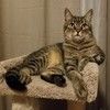 lidlekitty